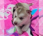 Small #1 Siberian Husky