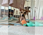 Small #8 Chihuahua-Spaniel Mix