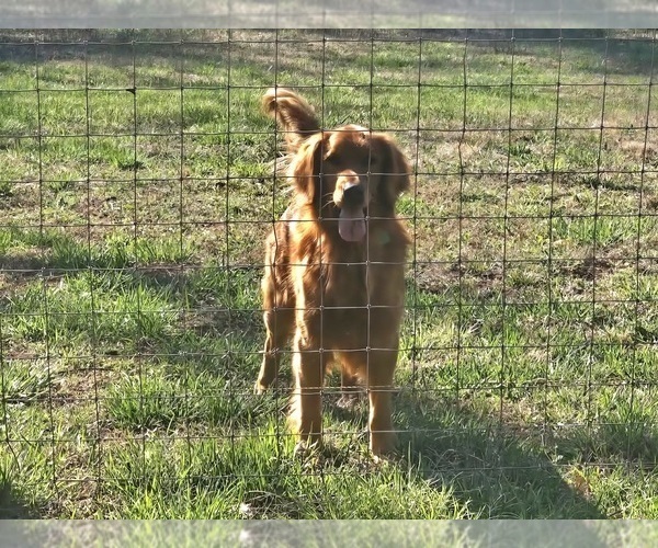 Medium Photo #1 Golden Retriever Puppy For Sale in SALISBURY, NC, USA
