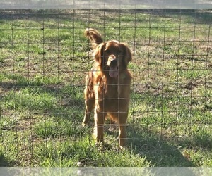 Father of the Golden Retriever puppies born on 05/29/2025