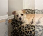 Small #3 Mutt