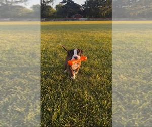 Boxer Puppy for sale in NEW LONDON, CT, USA