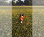 Small Boxer
