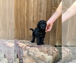 Puppy Dustin Goldendoodle (Miniature)