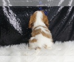 Small #4 Cavalier King Charles Spaniel