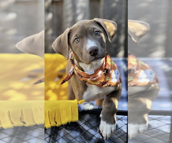 Medium Photo #2 American Pit Bull Terrier-Unknown Mix Puppy For Sale in Spring Lake, NJ, USA