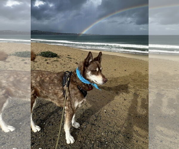 Medium Photo #3 Siberian Husky Puppy For Sale in Salinas, CA, USA
