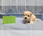 Small #3 Maltipoo
