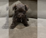 Small Photo #4 Schnauzer (Miniature) Puppy For Sale in COLLEGE STA, TX, USA