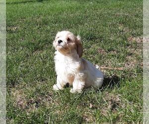 Cavachon Dog for Adoption in LE MARS, Iowa USA