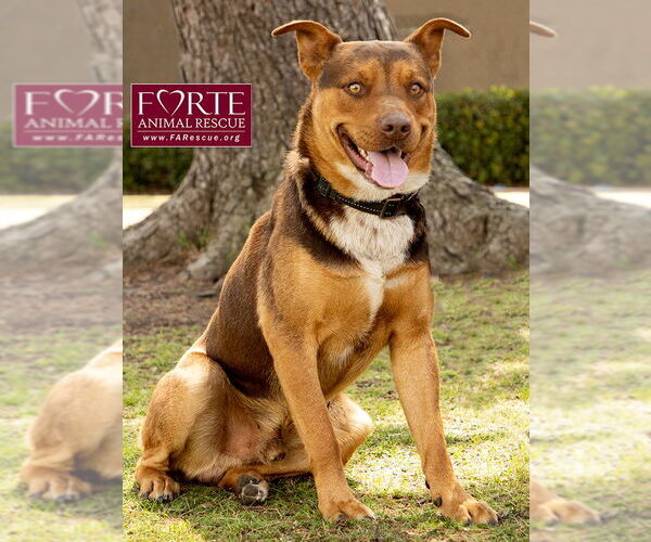Medium Photo #3 Australian Kelpie-Huskies  Mix Puppy For Sale in Marina del Rey, CA, USA