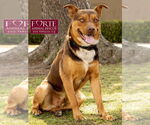 Small #2 Australian Kelpie-Huskies  Mix