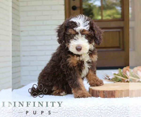 Medium Photo #4 Bernedoodle (Miniature) Puppy For Sale in NARVON, PA, USA