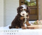 Small #3 Bernedoodle (Miniature)