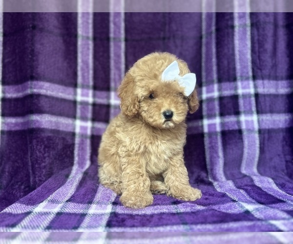 Medium Photo #10 Cock-A-Poo Puppy For Sale in LAKELAND, FL, USA