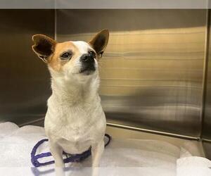 Chihuahua Dog for Adoption in Orange, California USA