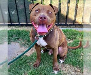 American Pit Bull Terrier Dogs for adoption in Long Beach, CA, USA