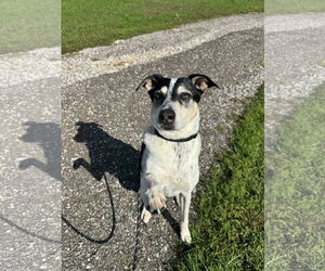 Mutt Dogs for adoption in Williamsburg, IA, USA