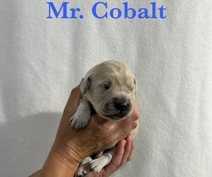 Medium English Cream Golden Retriever