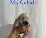 Puppy Cobalt English Cream Golden Retriever