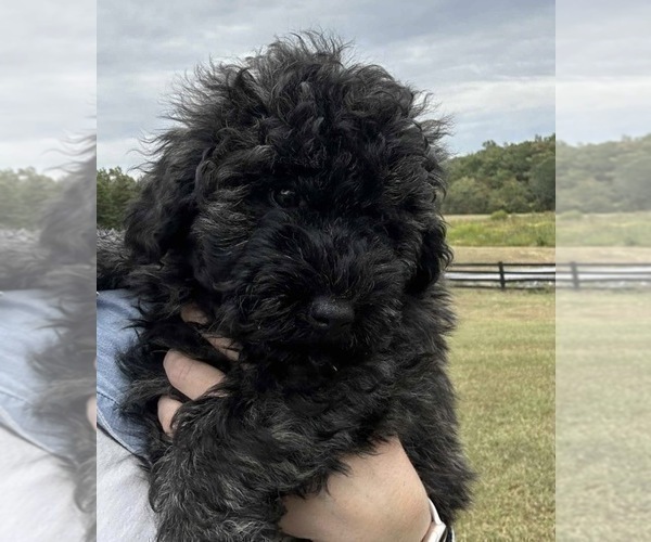 Medium Photo #8 Puli Puppy For Sale in MIDDLETOWN, VA, USA