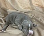 Small Photo #23 Olde English Bulldogge Puppy For Sale in CHETEK, WI, USA