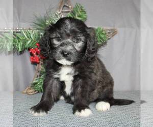 Poodle (Miniature)-Sheepadoodle Mix Puppy for sale in SUNBURY, PA, USA