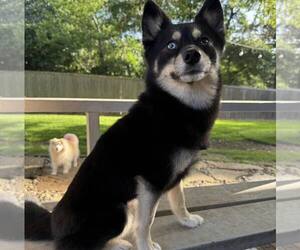 Pomeranian Dogs for adoption in Denton, TX, USA