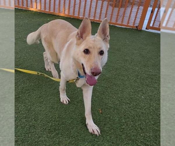 Medium Photo #1 German Shepherd Dog-Unknown Mix Puppy For Sale in Las Vegas, NV, USA