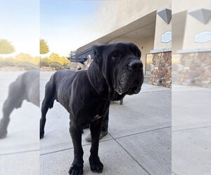 Mutt Dogs for adoption in Riverside, CA, USA