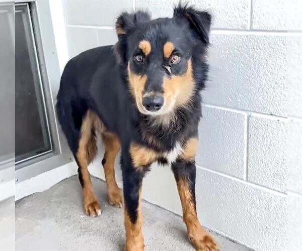 Medium Photo #3 Australian Shepherd-Unknown Mix Puppy For Sale in Houston, TX, USA