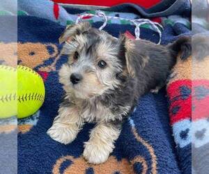 Yo-Chon Puppy for sale in THORP, WI, USA