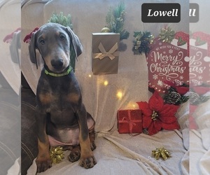 Doberman Pinscher Puppy for sale in POMEROY, OH, USA