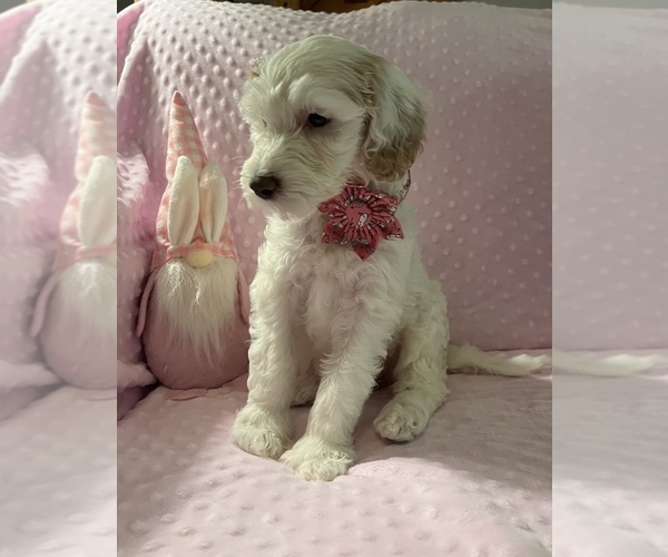 Medium Photo #2 Goldendoodle Puppy For Sale in STATESBORO, GA, USA