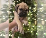 Puppy Red Bullmastiff
