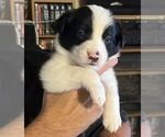 Puppy Panda Border Collie