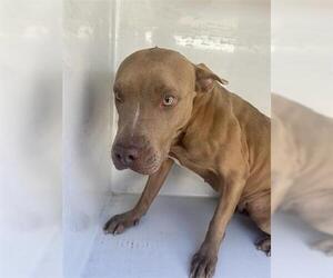 Mutt Dog for Adoption in Houston, Texas USA