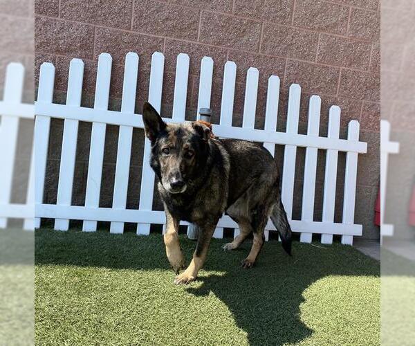 Medium Photo #1 German Shepherd Dog Puppy For Sale in Modesto, CA, USA
