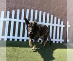 Small German Shepherd Dog