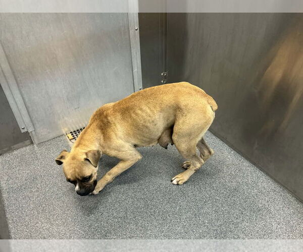 Medium Photo #3 Boxer Puppy For Sale in Austin, TX, USA