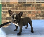 Small Photo #8 French Bulldog Puppy For Sale in FORESTVILLE, CA, USA