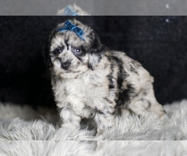 Medium Photo #5 Maltipoo Puppy For Sale in WARSAW, IN, USA