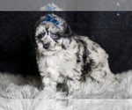 Small #4 Maltipoo