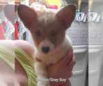 Small Photo #2 Pembroke Welsh Corgi Puppy For Sale in KINGMAN, AZ, USA
