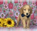 Small #2 Golden Retriever