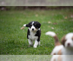Puppy Puppy 1 Miniature American Shepherd-Poodle (Standard) Mix
