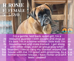 Boxer Dogs for adoption in Woodbury, MN, USA
