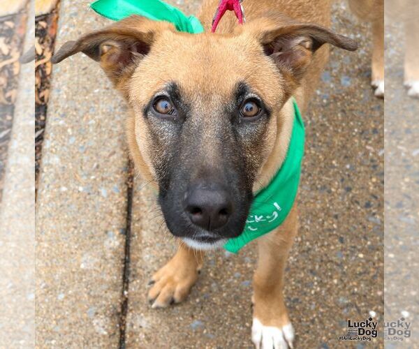 Medium Photo #1 Black Mouth Cur-Unknown Mix Puppy For Sale in Washington, DC, USA