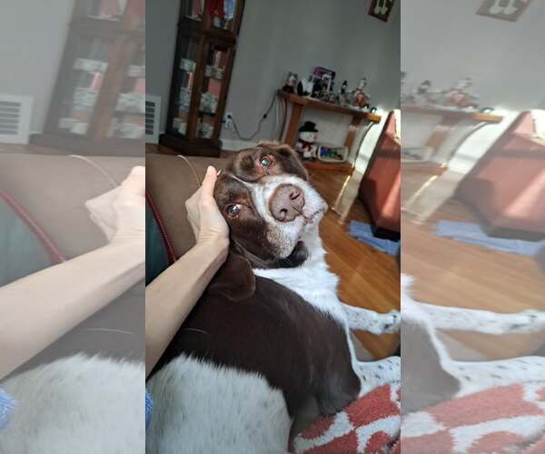 Medium Photo #7 Border Collie-Brittany Mix Puppy For Sale in Curwensville, PA, USA