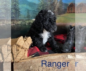 Sheepadoodle Puppy for sale in KENT CITY, MI, USA